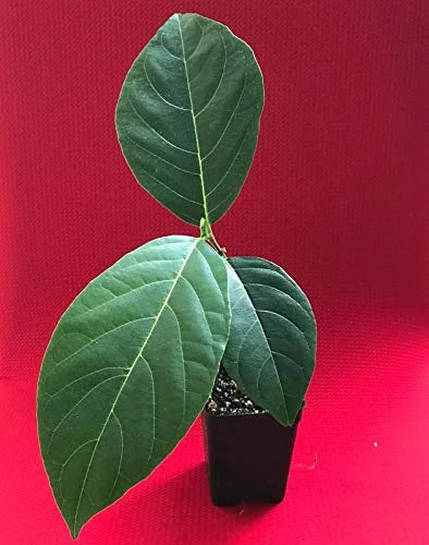 Jackfruit Seedling Plant Tree 8-13" G990094