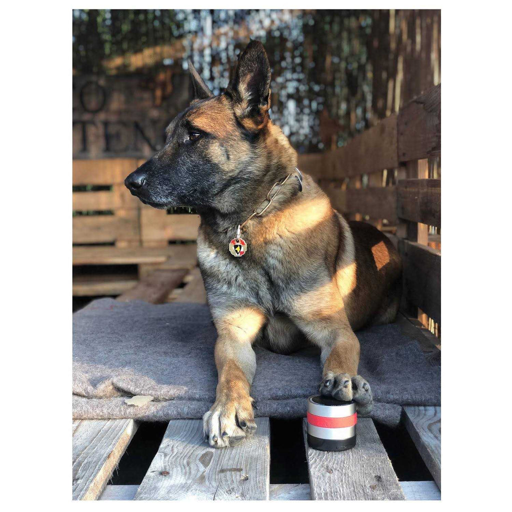 Dog N21598