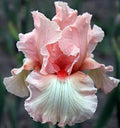 Bearded Iris Bulbs A8882