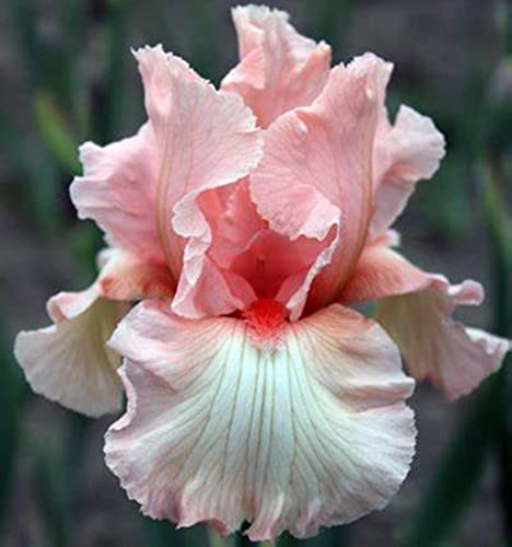 Bearded Iris Bulbs A8882