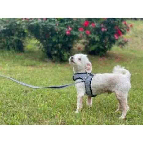 Gingham Dog Harness Vest H34083