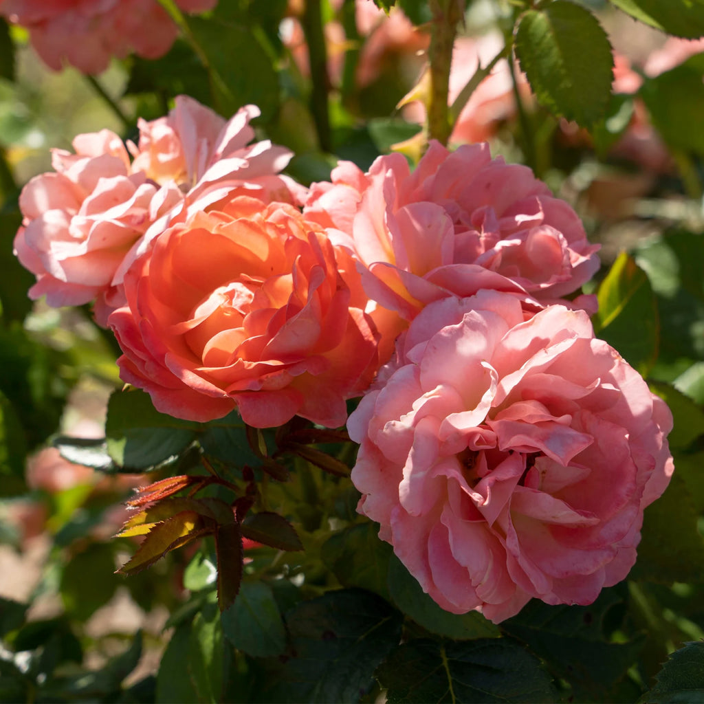 Orange Flowers Live Shrub (1 Gallon) G795116