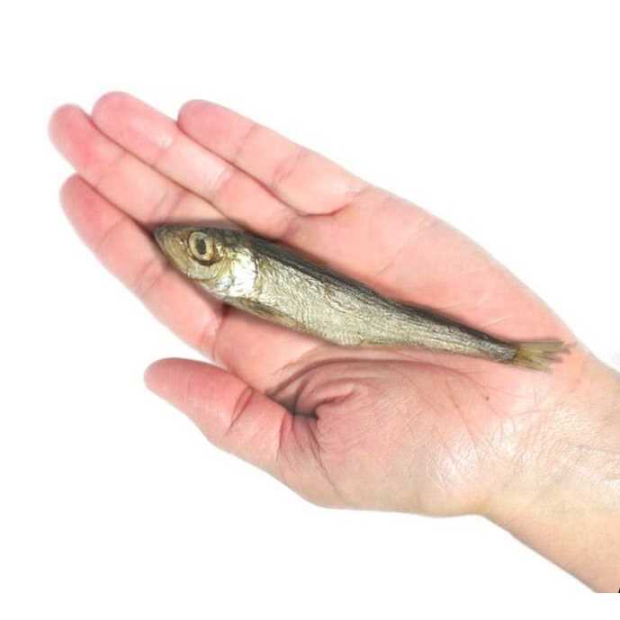 Baltic Herring Dog P9536