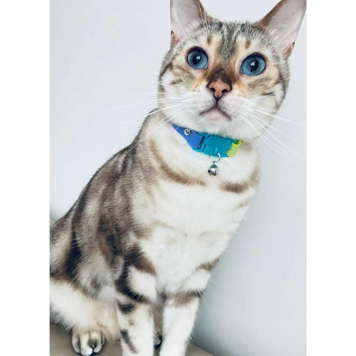Breakaway Bell Cat Collar P671679