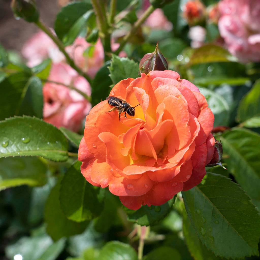 Orange Flowers Live Shrub (1 Gallon) G795116