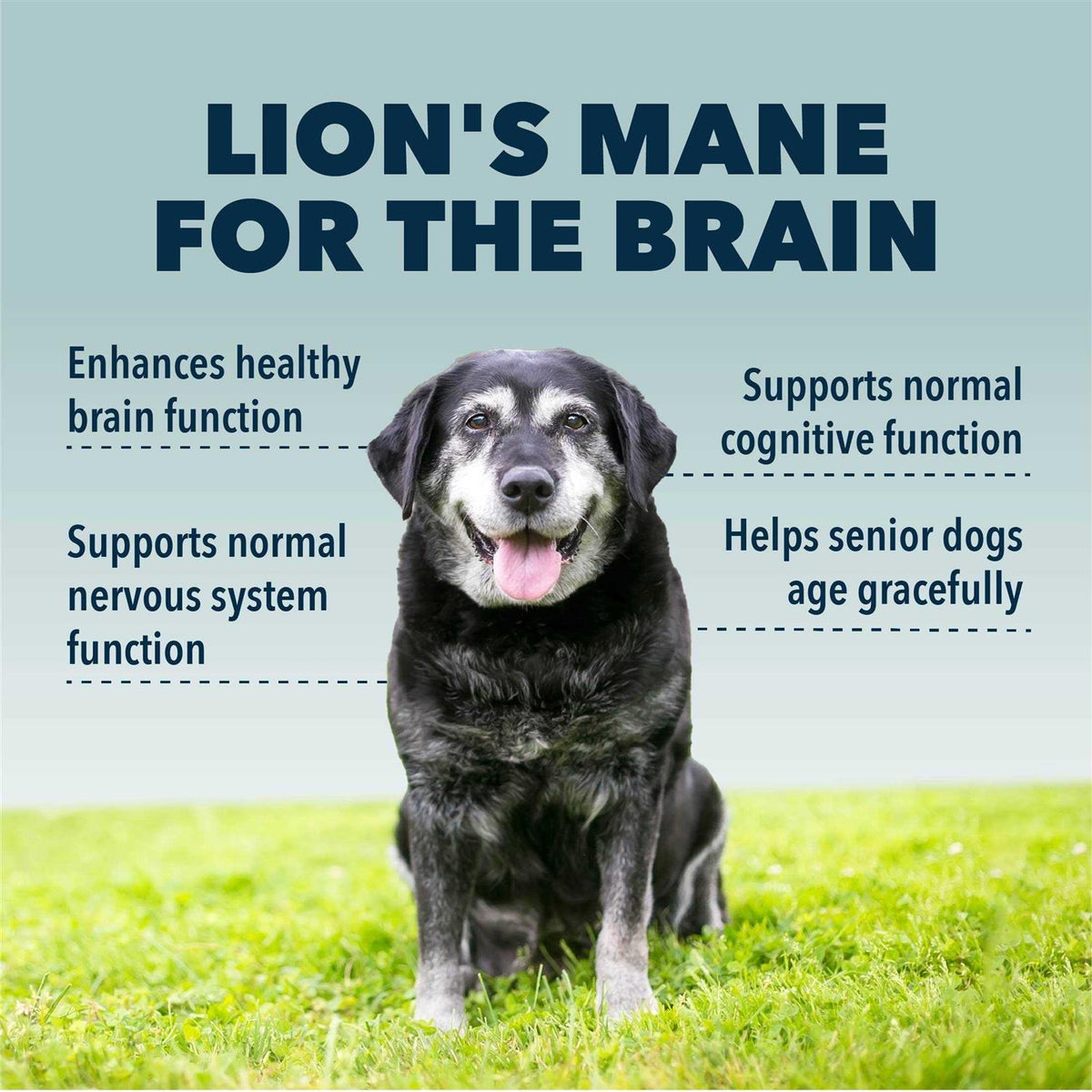 Organic Mushroom Extract for Dogs G502