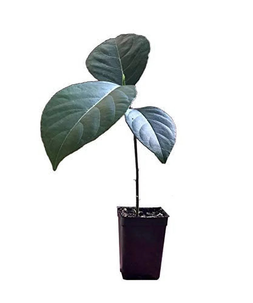 Jackfruit Seedling Plant Tree 8-13" G990094
