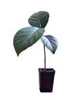 Jackfruit Seedling Plant Tree 8-13" G990094