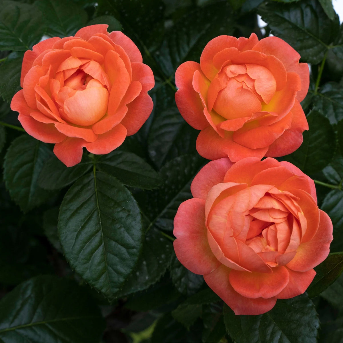 Orange Flowers Live Shrub (1 Gallon) G795116