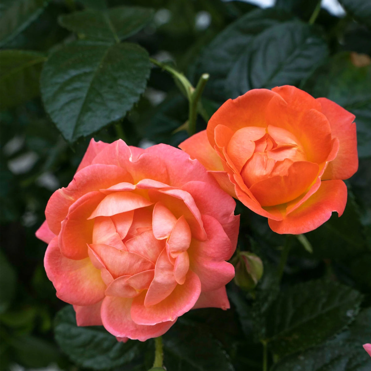 Orange Flowers Live Shrub (1 Gallon) G795116
