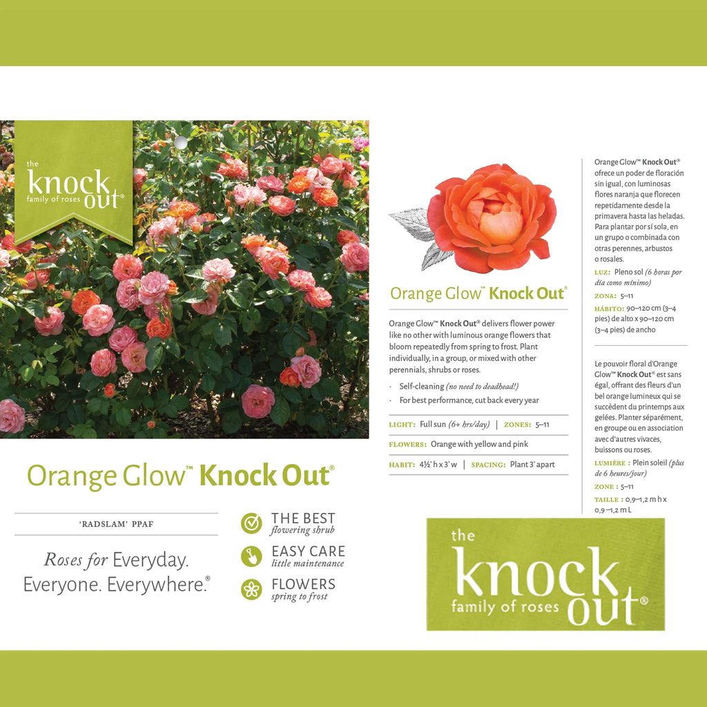 Orange Flowers Live Shrub (1 Gallon) G795116