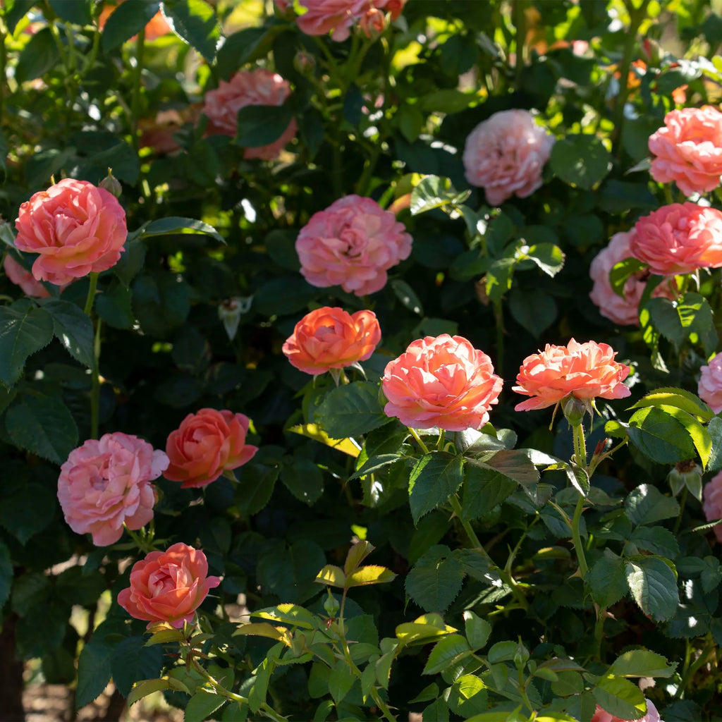 Orange Flowers Live Shrub (1 Gallon) G795116