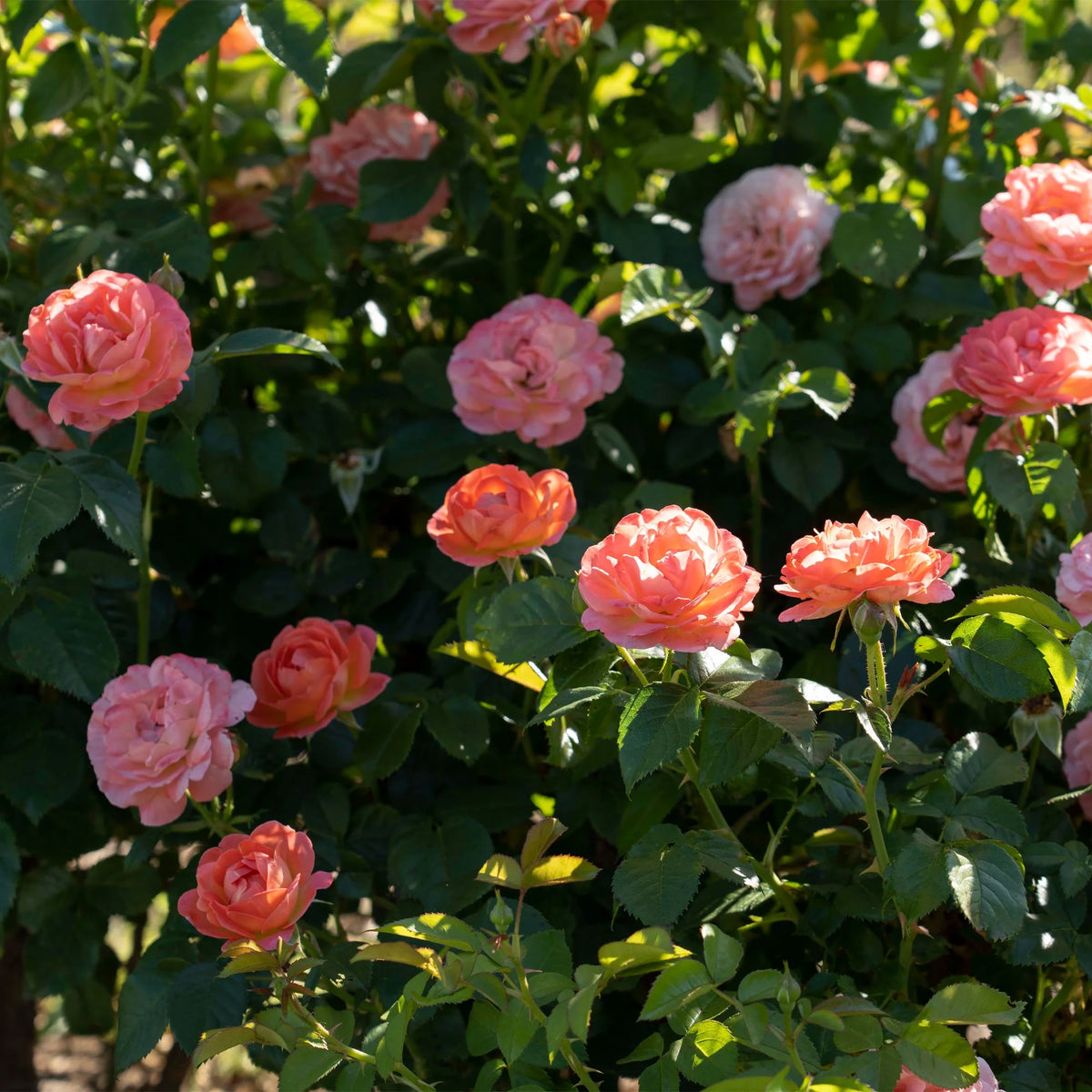 Orange Flowers Live Shrub (1 Gallon) G795116