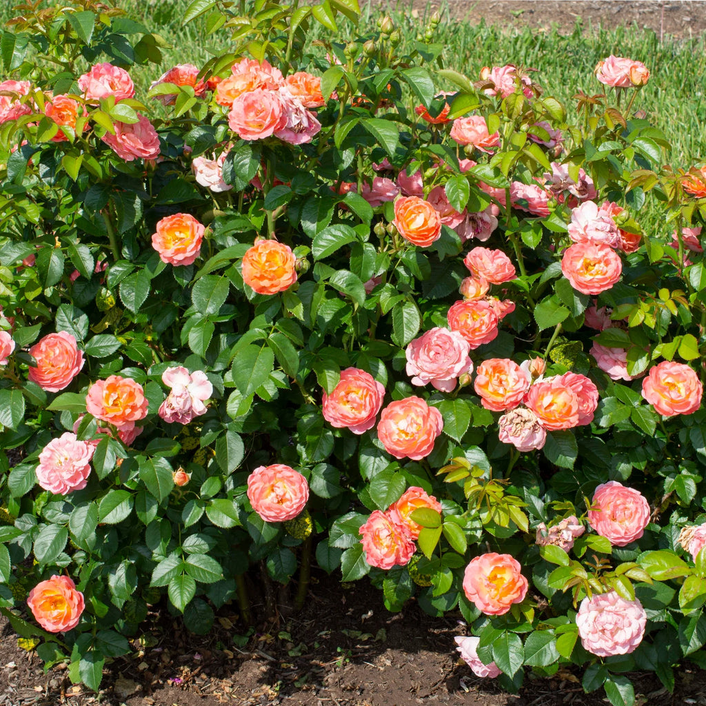 Orange Flowers Live Shrub (1 Gallon) G795116