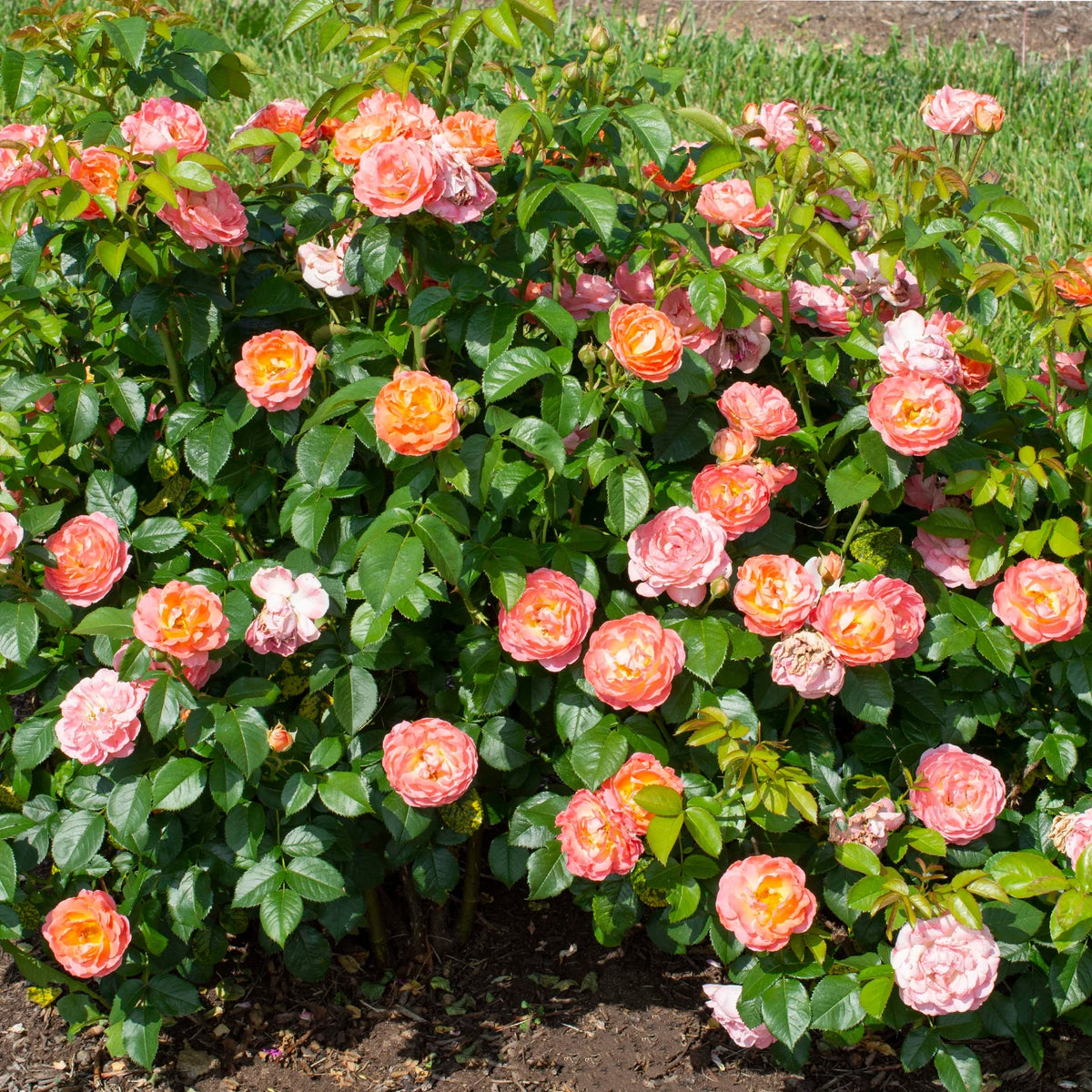 Orange Flowers Live Shrub (1 Gallon) G795116