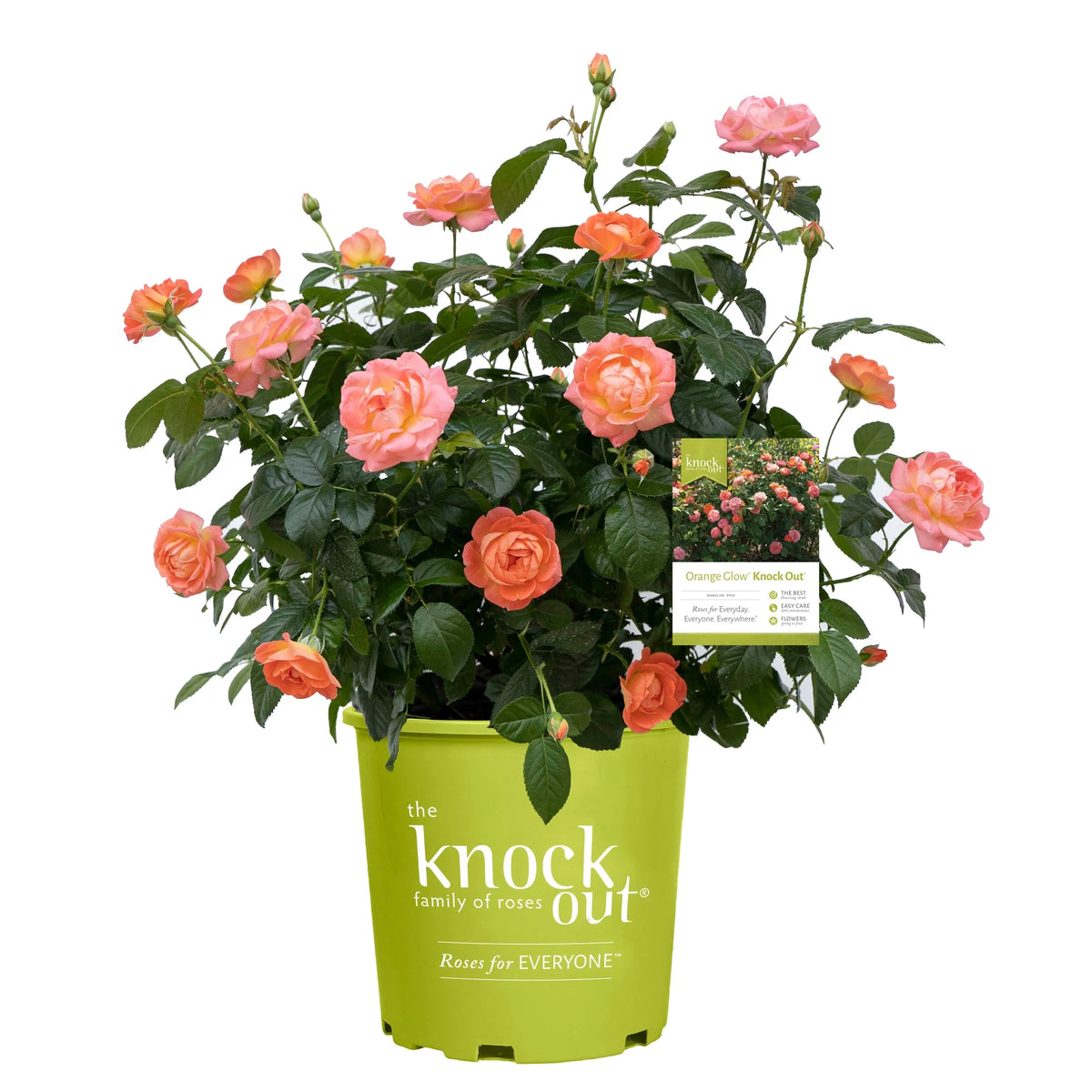 Orange Flowers Live Shrub (1 Gallon) G795116