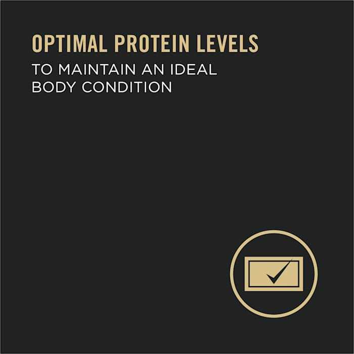 High Protein Wet Dog Food Y526