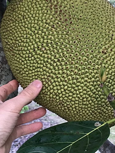 Jackfruit Seedling Plant Tree 8-13" G990094