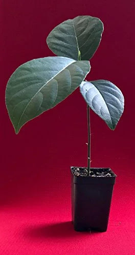 Jackfruit Seedling Plant Tree 8-13" G990094